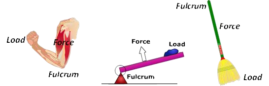 Class Three Lever Examples