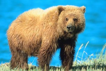 Grizzly Bear Facts