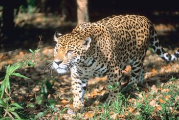 Jaguar, facts and photos