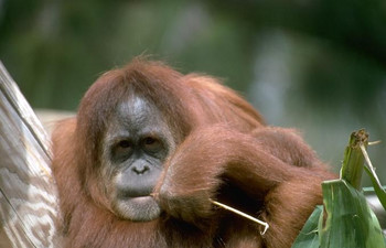 Orangutan