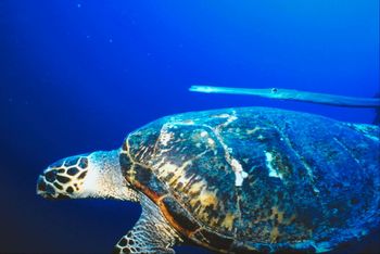 Sea Turtle