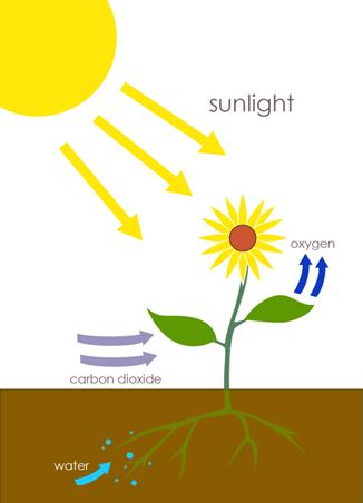 photosynthesis formula